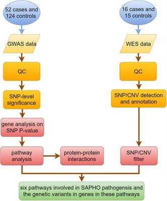 Genome-Wide Association Identifies Risk Pathways for SAPHO Syndrome